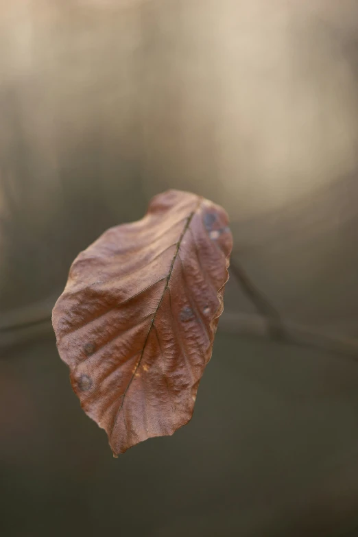 a leaf is on a tree nch with it's leaves falling to the side