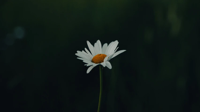 close up of a single daisy head with a green background