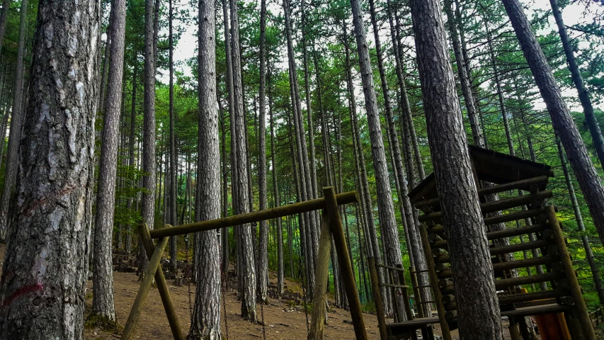 an old swing set surrounded by tall pines