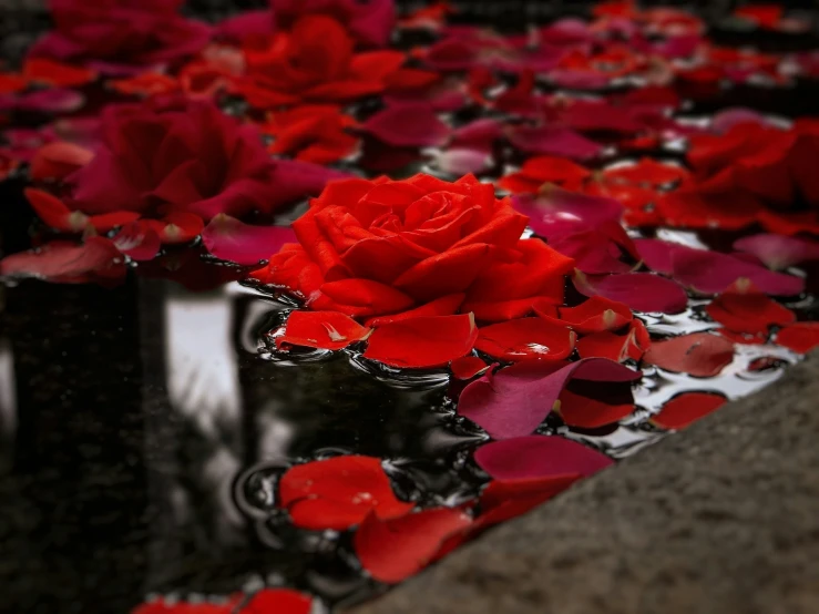 many red flowers float in a pool of water