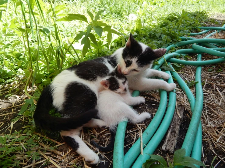 a couple of kittens are sitting by blue pipe