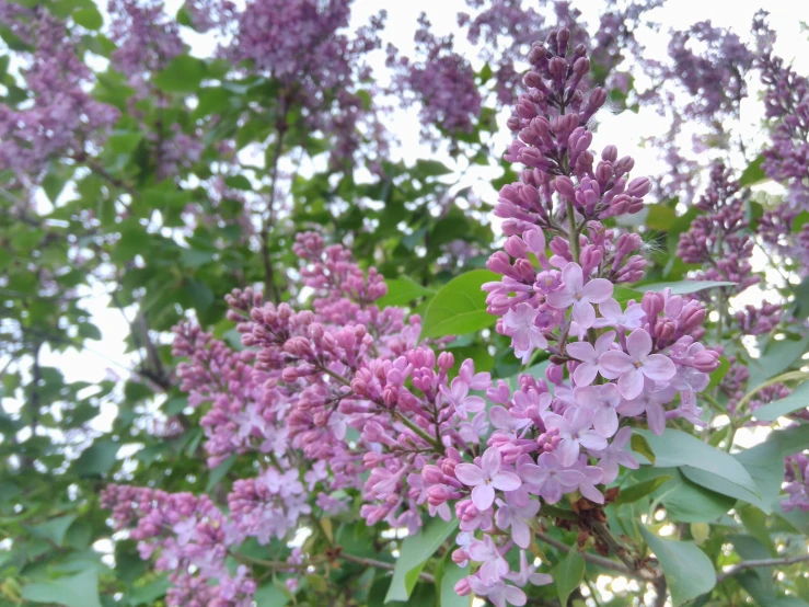 purple flowers are growing from a nch in the garden