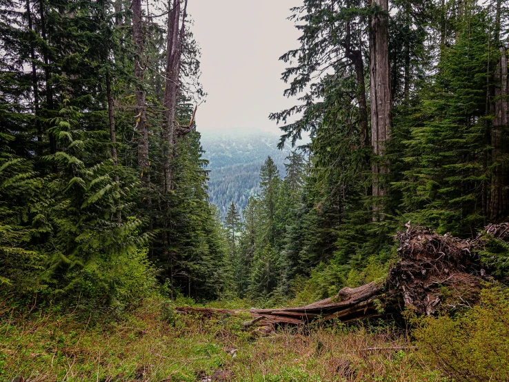 a bear walking in the woods on a foggy day