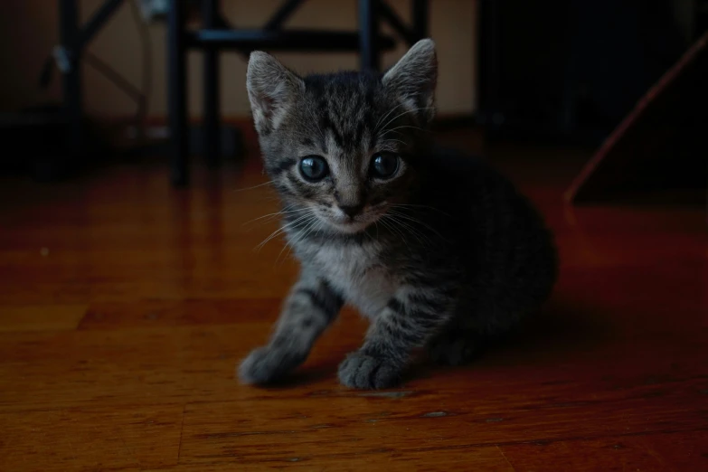 a small gray kitten on a wooden floor