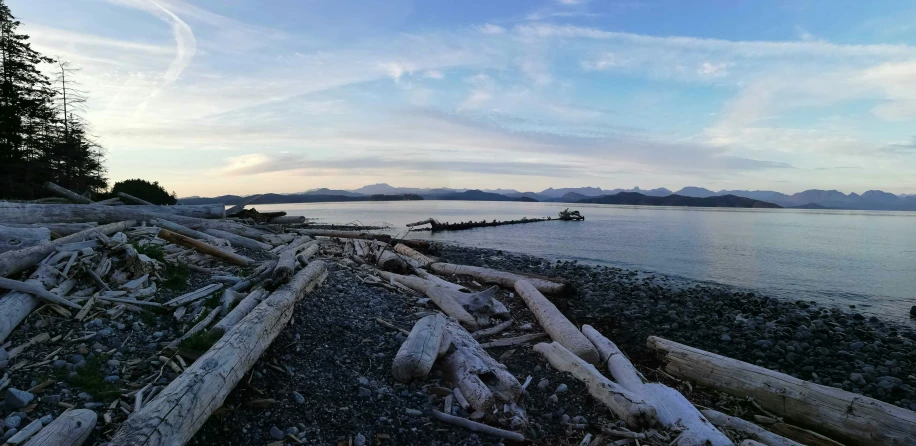 logs and nches sit on the beach near the water