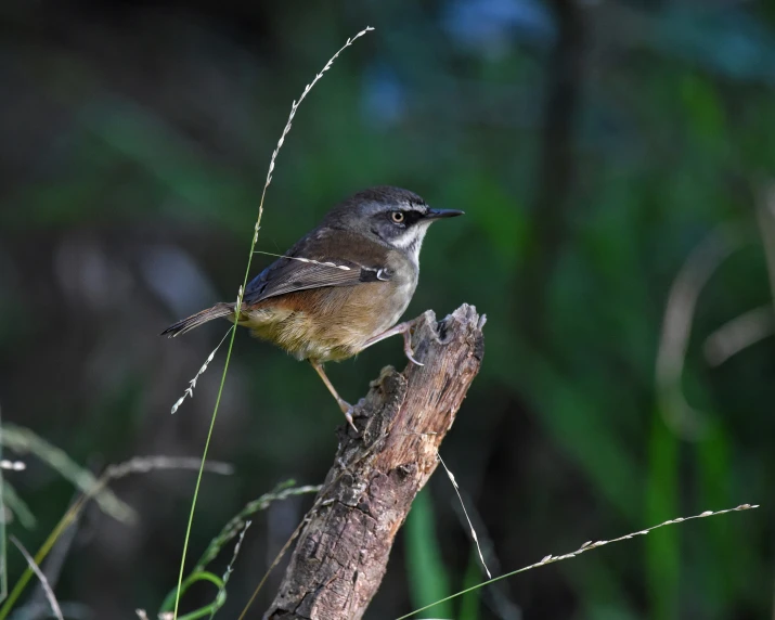 a brown and white bird sitting on a limb