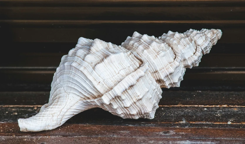 a shell is laying on a wooden table