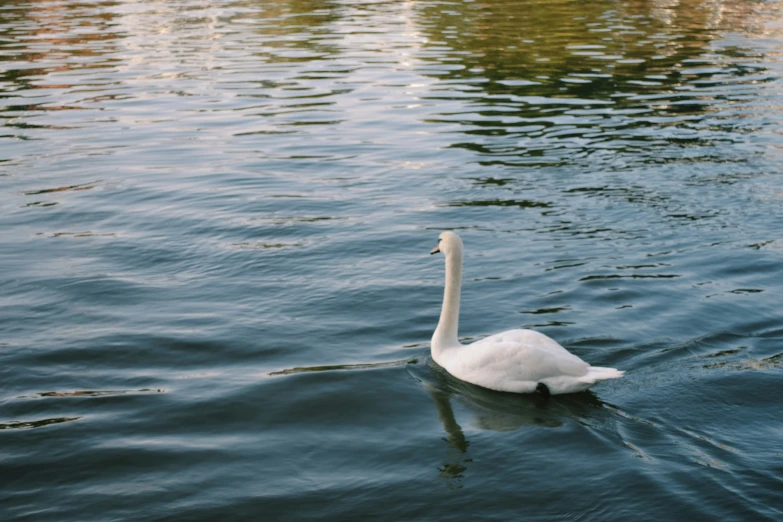 the large white swan is floating along side the boat