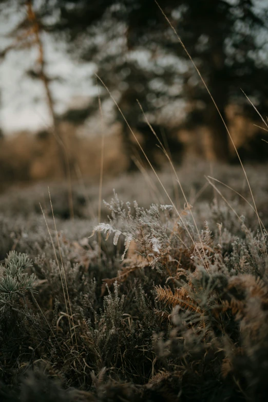 many plants in a field with a background of trees