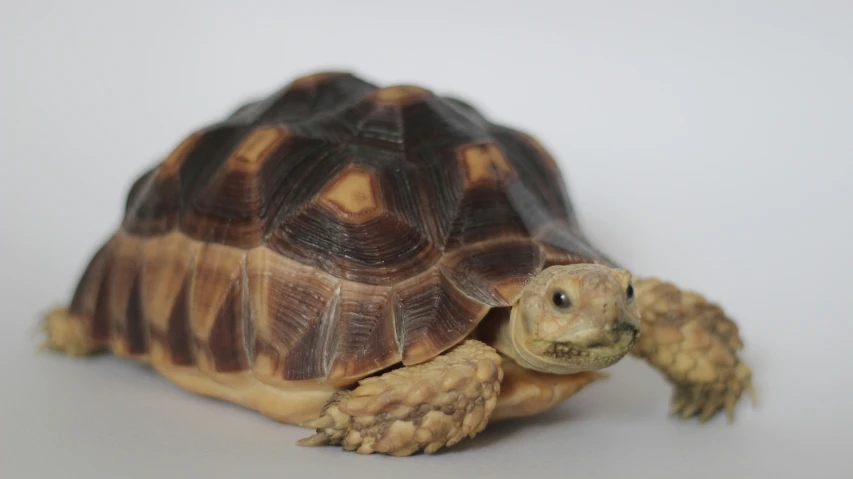 an image of a small turtle on a white background