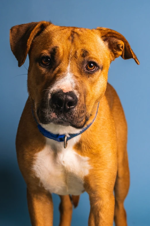 a brown dog with a blue collar against a blue background