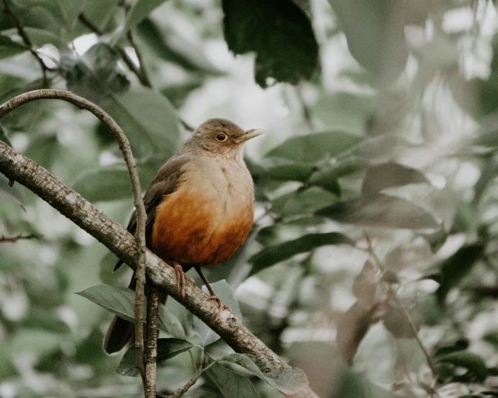 there is a small bird that is perched on the tree nch