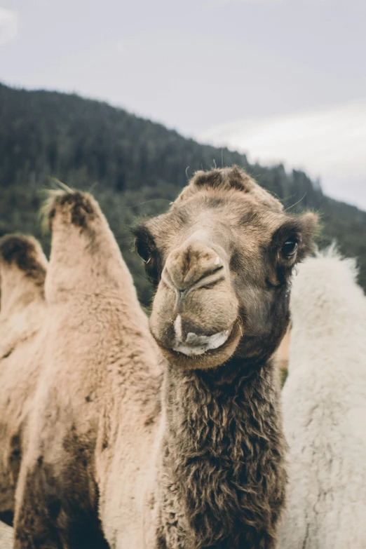 a close up of two camels with different colors