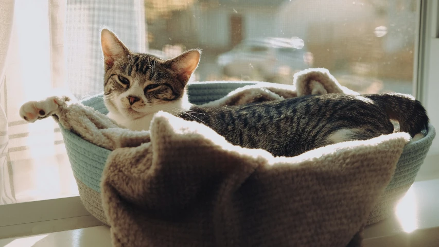 a cat that is sitting in a basket