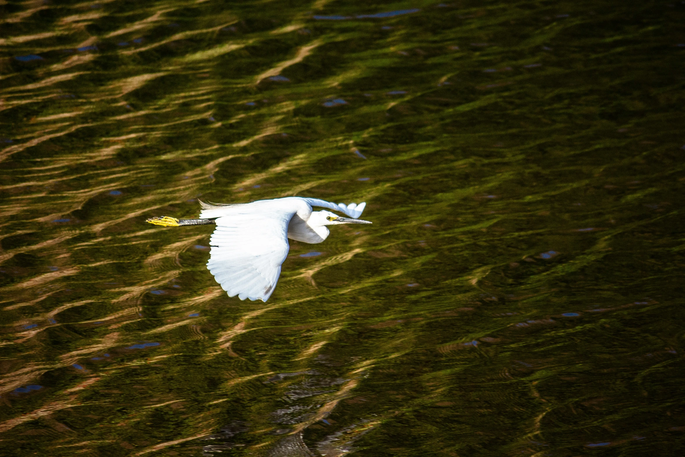 a large white bird flying above the green grass