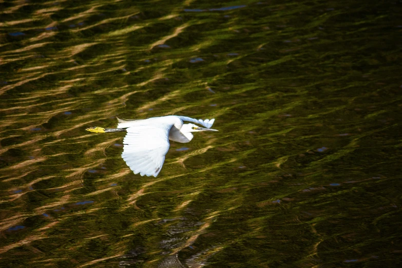 a large white bird flying above the green grass