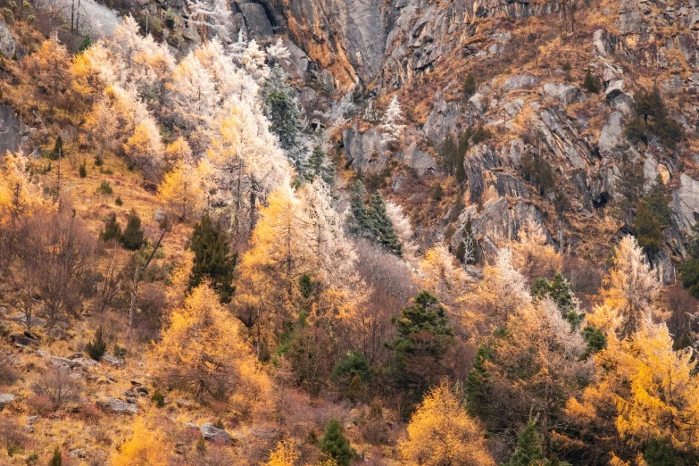 a mountain with leaves and yellow trees