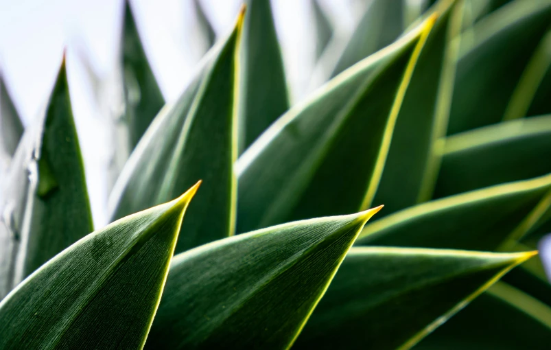 green plant with long leafy stalks under sunlight