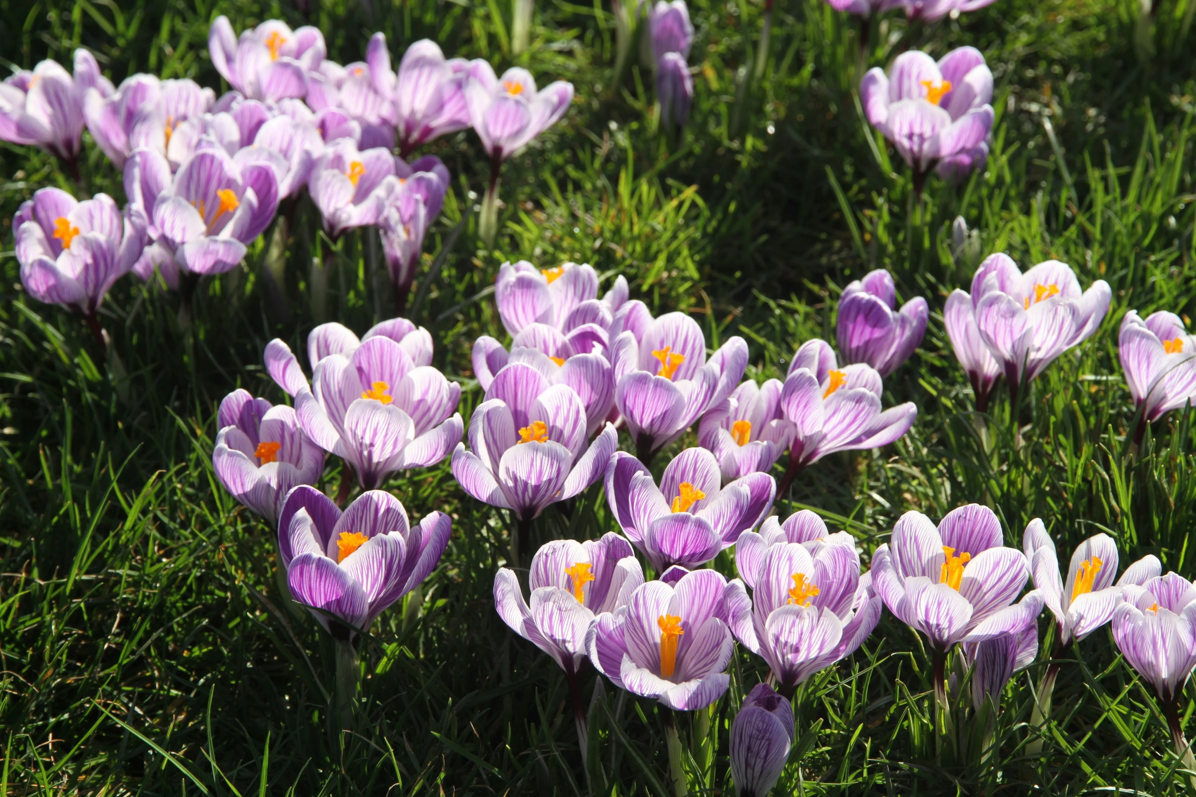 purple crocus sitting on a lush green field