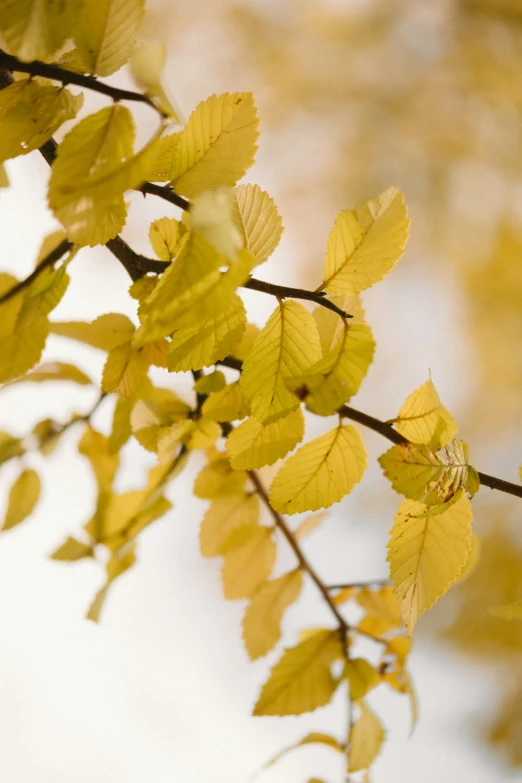 yellow leaves in the sun light are hanging from the tree