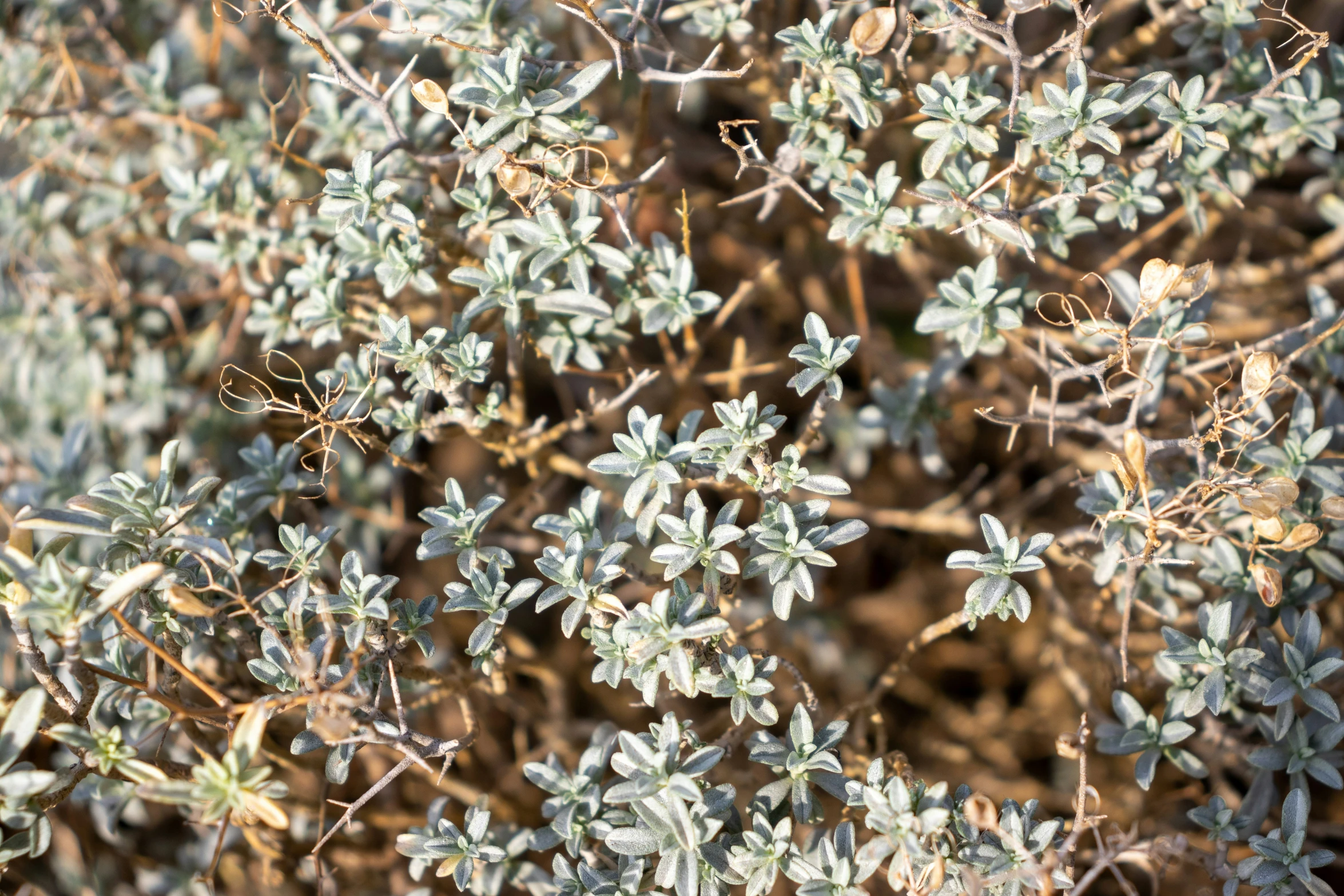 small white flowers on top of some kind of plant