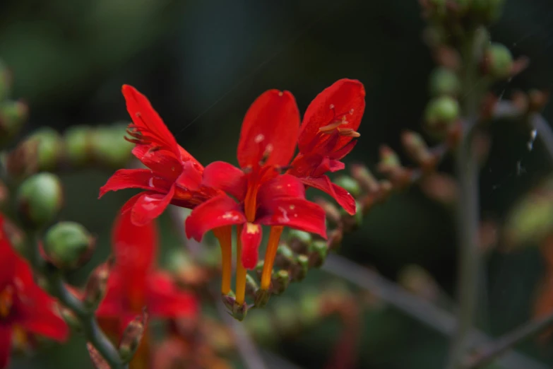 the flowers of some red flowers on a plant