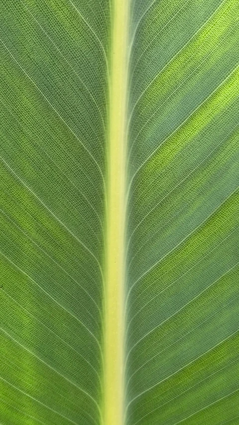 a green plant leaf, with very thin thin lines