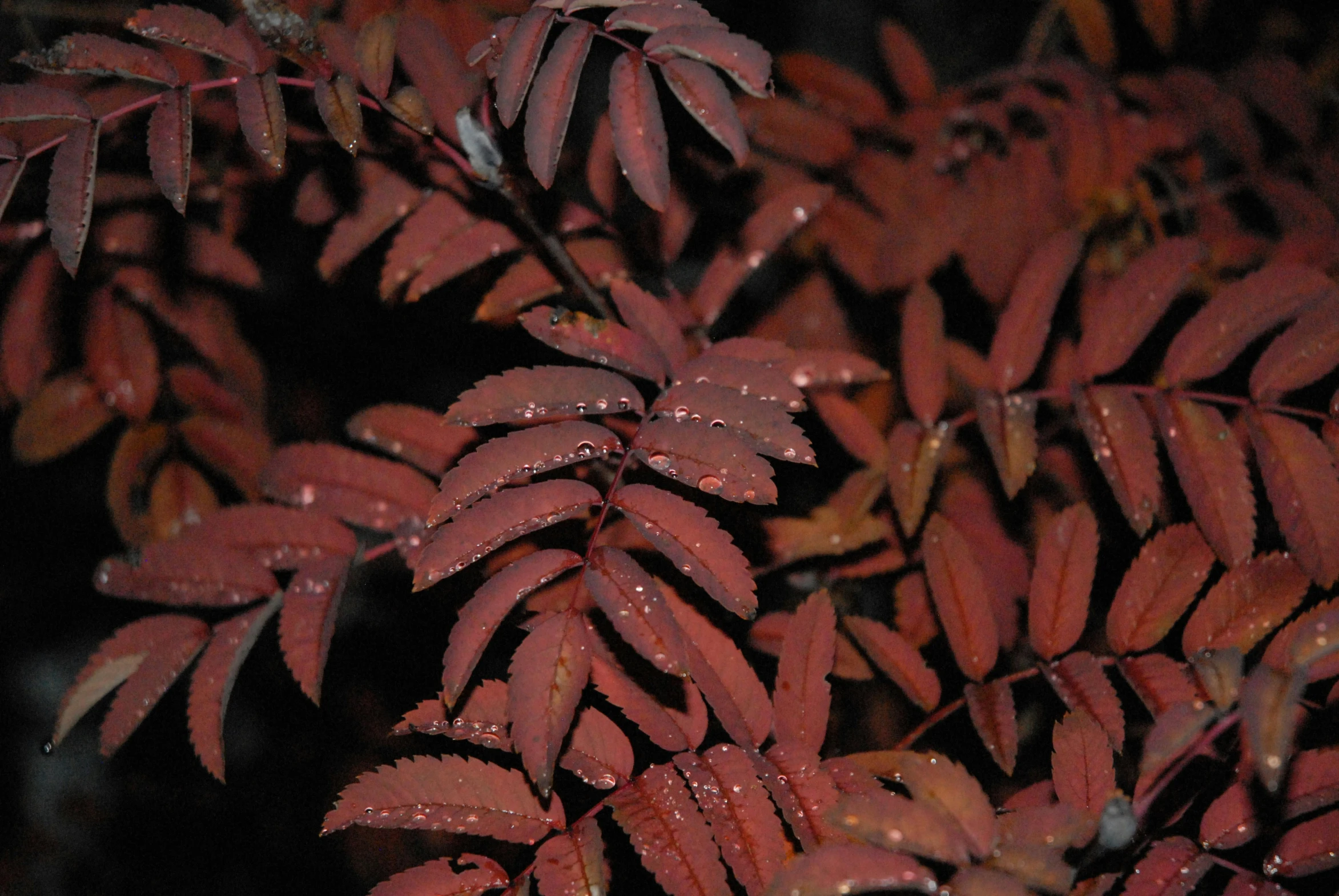 a leaf that is red and yellow with drops