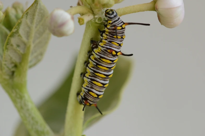 a caterpillar crawling on a twig on a plant