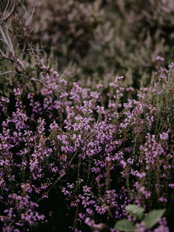 several purple flowers growing in a field, some of them covered by small leaves