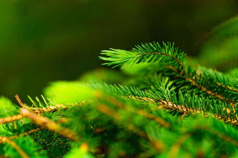 closeup s of green leaves and needles on a pine tree