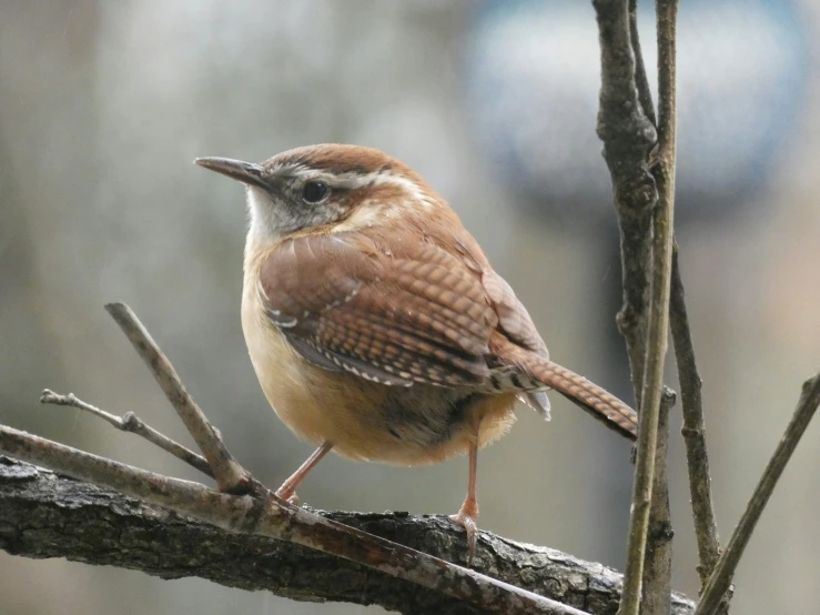 there is a small brown and white bird perched on the nch of a tree