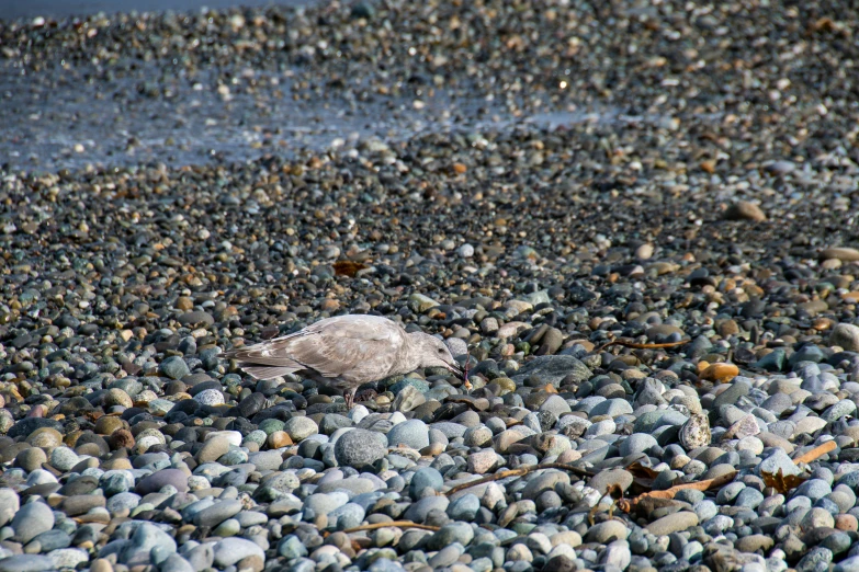 a gray and white bird walking on some rocks