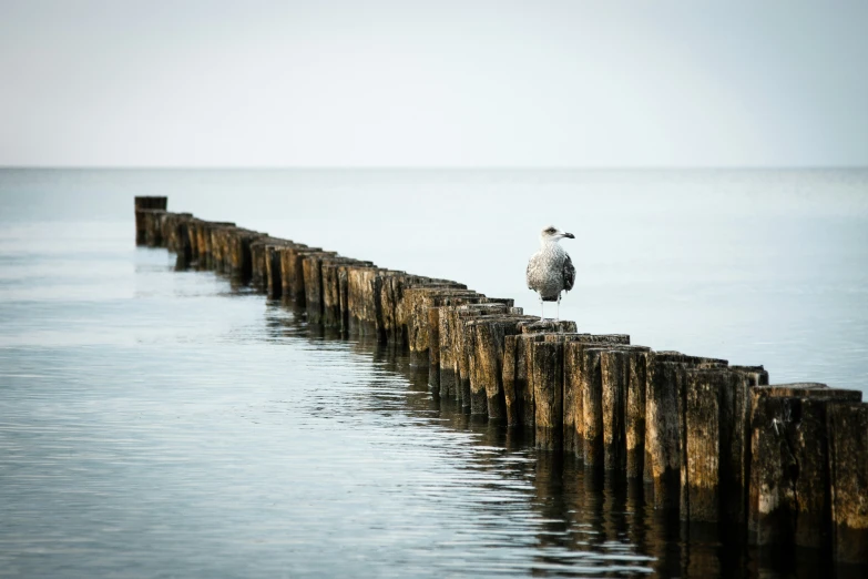 a bird sitting on a wooden railing next to the ocean