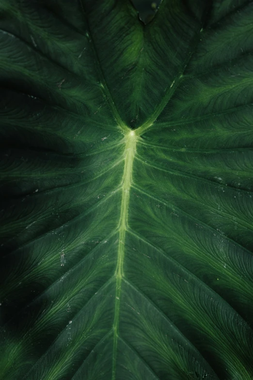 green leaves with a small gap in the center