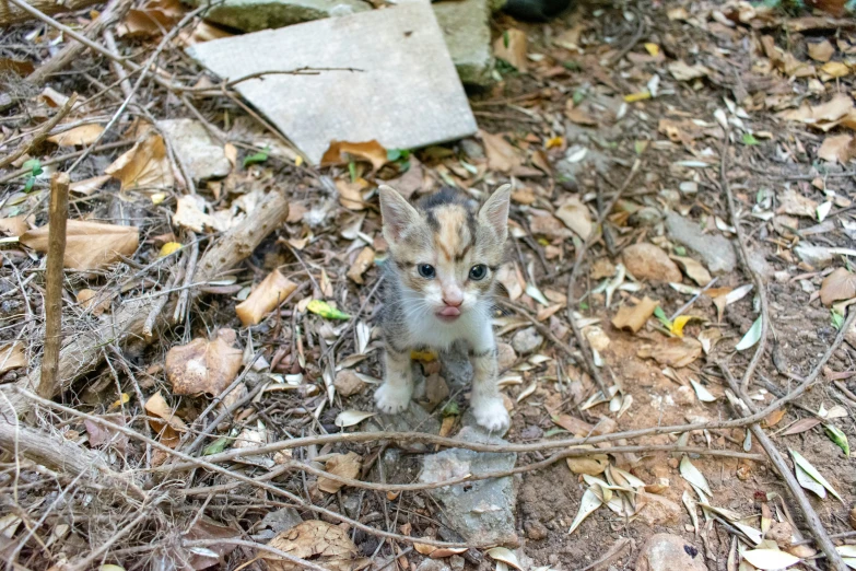 a kitten with black patches on his ears standing on leaves in the woods