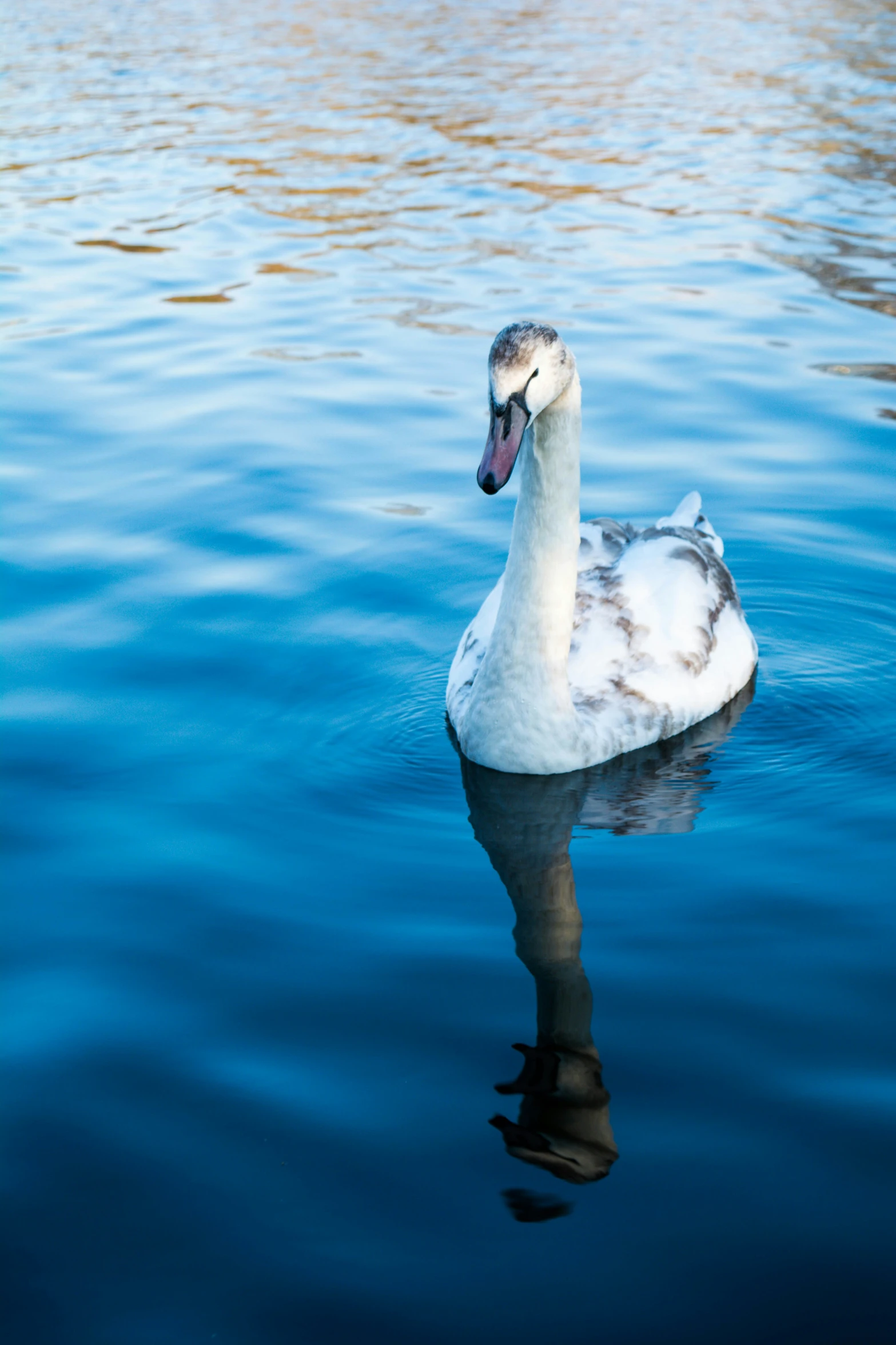 the bird is swimming in the lake alone