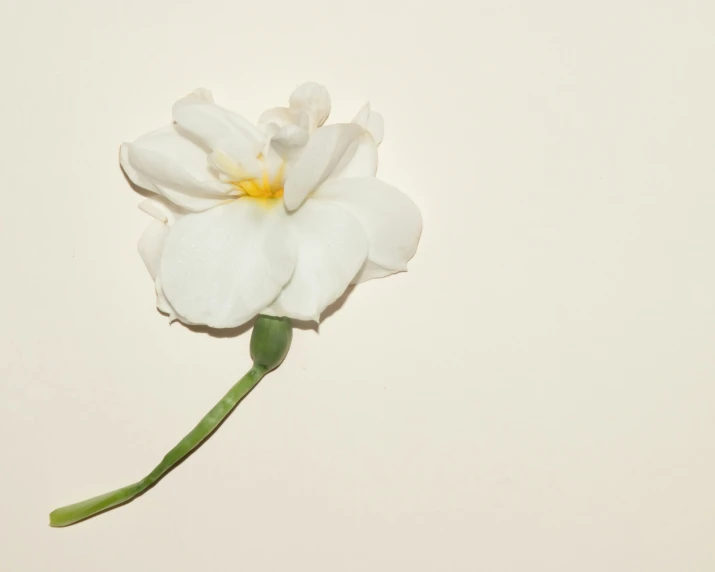 a single white flower against a light colored background