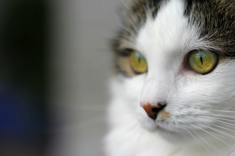 a close up view of a cat with green eyes