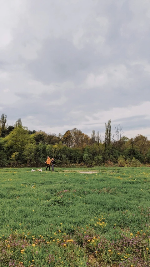 a large field with grass and weeds under a cloudy sky