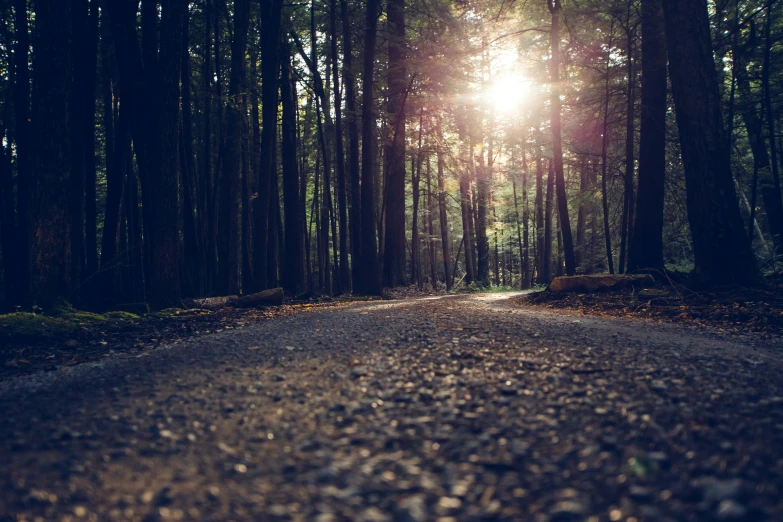 sunlight peaking through a forest filled with lots of trees