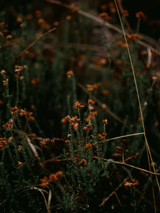 a cluster of wildflowers on a dark background