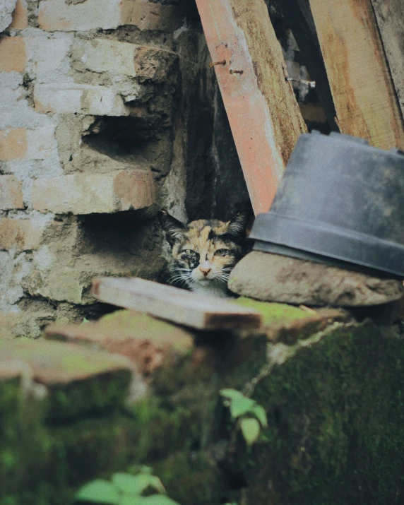 a cat sitting in between two brick buildings