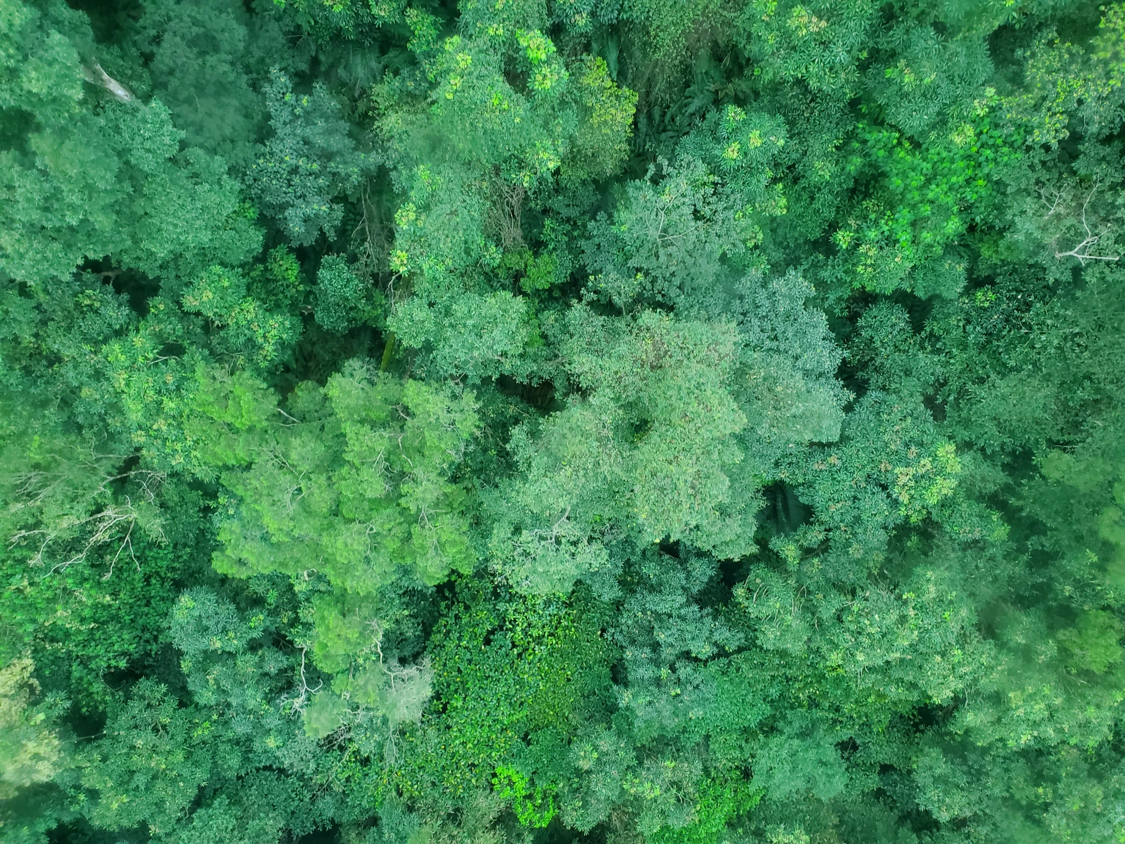 aerial view of green trees during the day