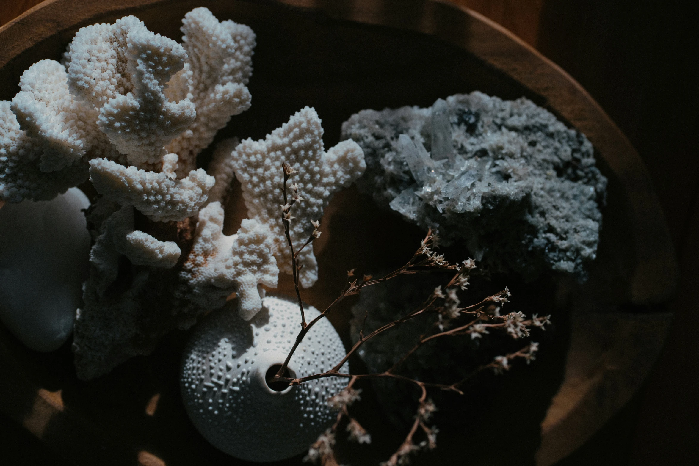 several pieces of coral on a plate