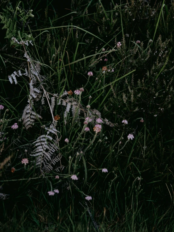 some flowers some grass and bushes at night