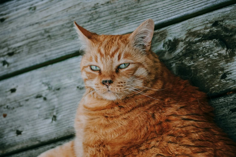 an orange cat with blue eyes is sitting down