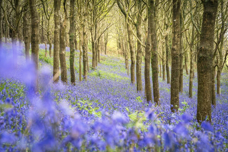 bluebells cover the ground in an alley of trees