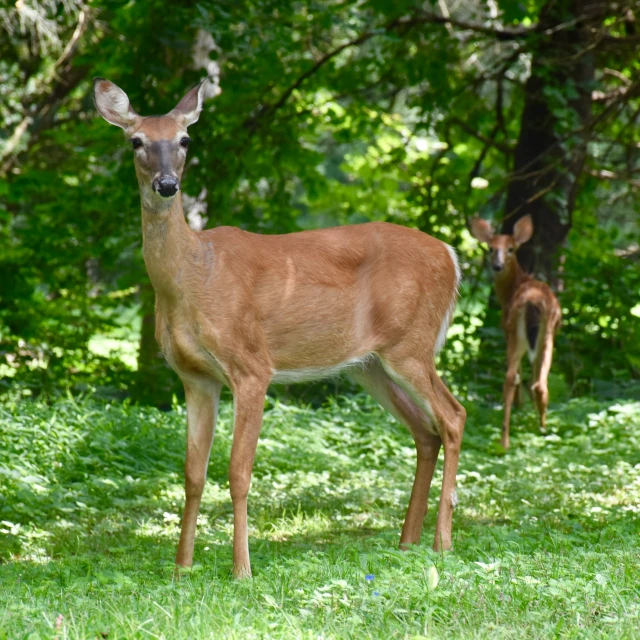 an adult deer stands in the shade next to a young one