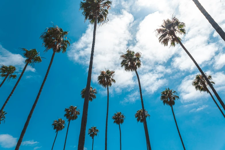 palm trees line up against a cloudy blue sky